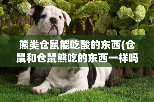 熊類倉鼠能吃酸的東西(倉鼠和倉鼠熊吃的東西一樣嗎)