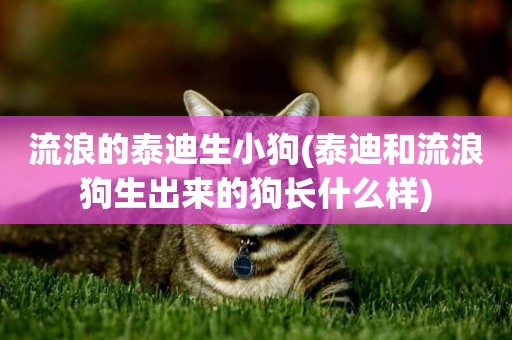 流浪的泰迪生小狗(泰迪和流浪狗生出來的狗長什么樣)