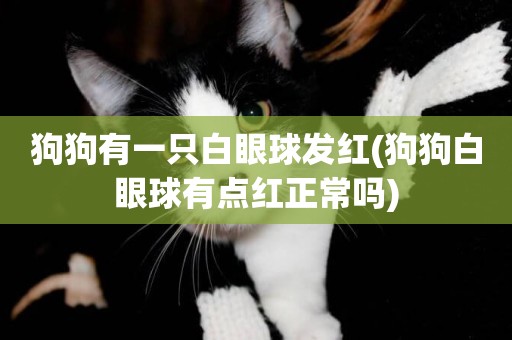 狗狗有一只白眼球發紅(狗狗白眼球有點紅正常嗎)