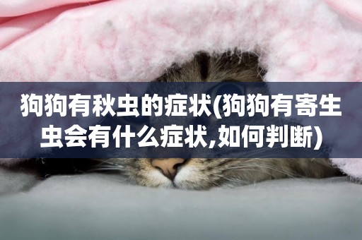 狗狗有秋蟲的癥狀(狗狗有寄生蟲會有什么癥狀,如何判斷)