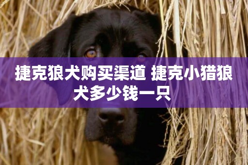 捷克狼犬購買渠道 捷克小獵狼犬多少錢一只 