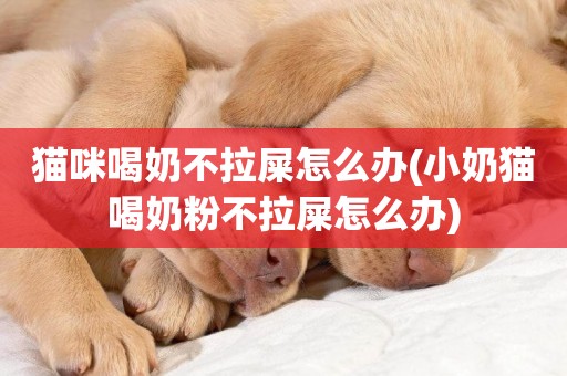 貓咪喝奶不拉屎怎么辦(小奶貓喝奶粉不拉屎怎么辦)