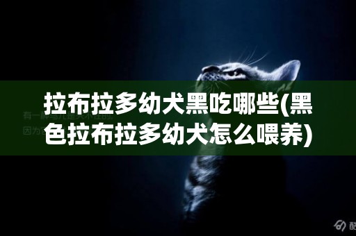 拉布拉多幼犬黑吃哪些(黑色拉布拉多幼犬怎么喂養)