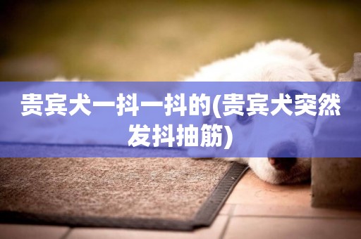 貴賓犬一抖一抖的(貴賓犬突然發抖抽筋)