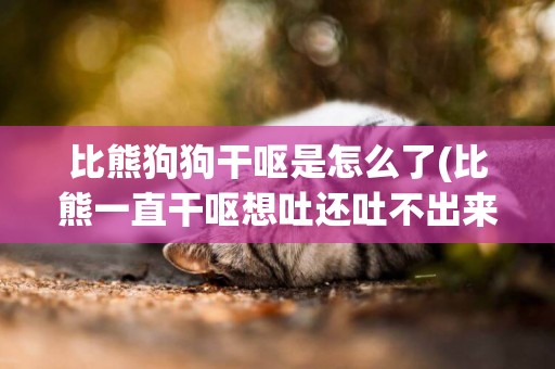 比熊狗狗干嘔是怎么了(比熊一直干嘔想吐還吐不出來是怎么回事)