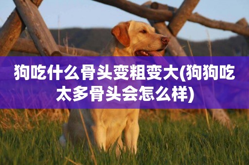 狗吃什么骨頭變粗變大(狗狗吃太多骨頭會怎么樣)