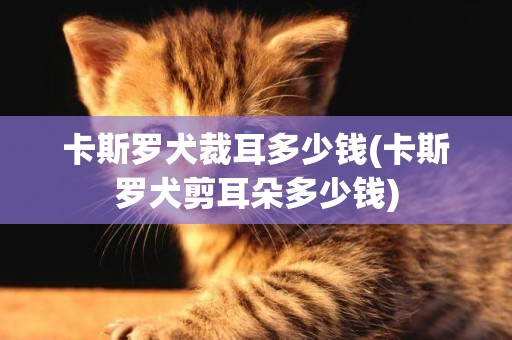 卡斯羅犬裁耳多少錢(卡斯羅犬剪耳朵多少錢)