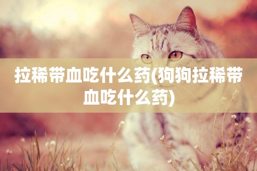 拉稀帶血吃什么藥(狗狗拉稀帶血吃什么藥)