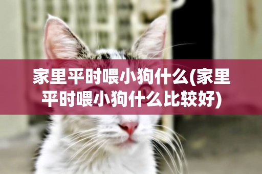 家里平時喂小狗什么(家里平時喂小狗什么比較好)