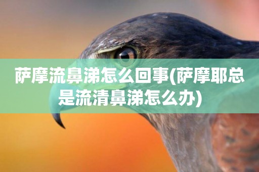 薩摩流鼻涕怎么回事(薩摩耶總是流清鼻涕怎么辦)