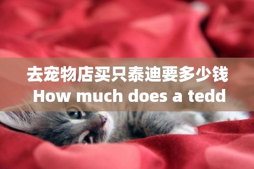 去寵物店買只泰迪要多少錢 How much does a teddy cost（買一只泰迪需要多少錢） 