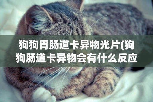 狗狗胃腸道卡異物光片(狗狗腸道卡異物會有什么反應?)