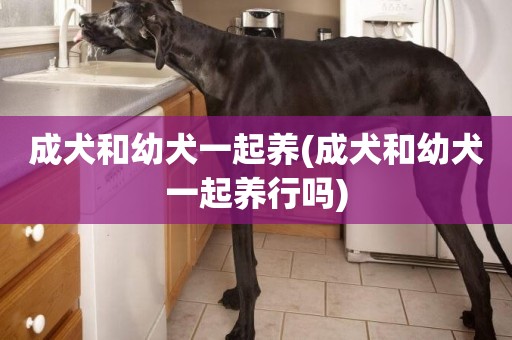 成犬和幼犬一起養(成犬和幼犬一起養行嗎)