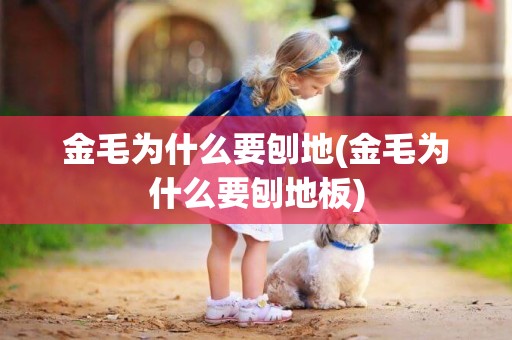 金毛為什么要刨地(金毛為什么要刨地板)