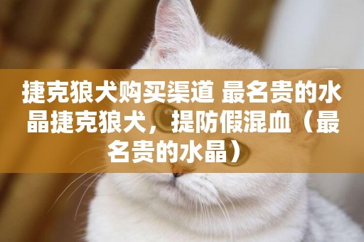 捷克狼犬購買渠道 最名貴的水晶捷克狼犬，提防假混血（最名貴的水晶） 
