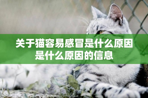 關于貓容易感冒是什么原因是什么原因的信息