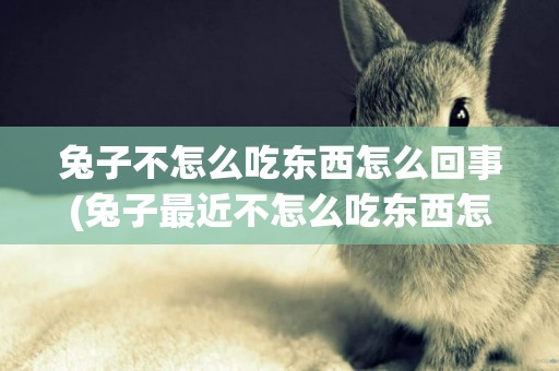 兔子不怎么吃東西怎么回事(兔子最近不怎么吃東西怎么回事)