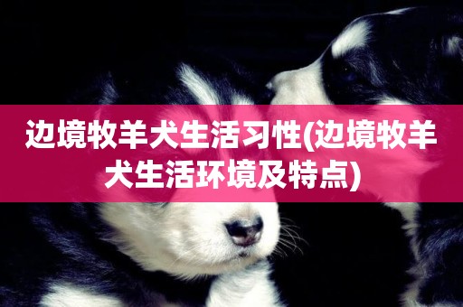邊境牧羊犬生活習性(邊境牧羊犬生活環境及特點)