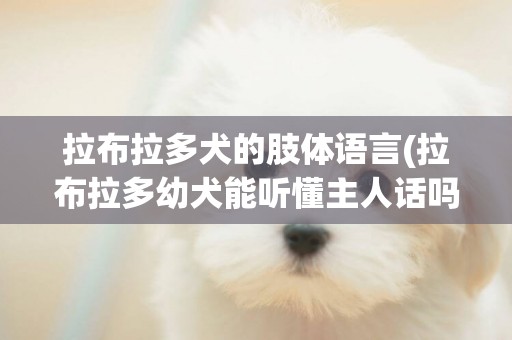 拉布拉多犬的肢體語言(拉布拉多幼犬能聽懂主人話嗎)