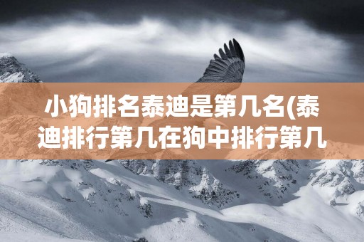 小狗排名泰迪是第幾名(泰迪排行第幾在狗中排行第幾聰明)