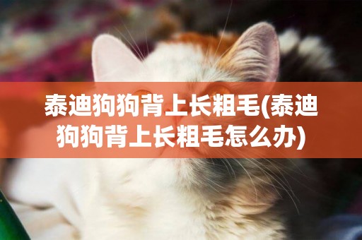 泰迪狗狗背上長粗毛(泰迪狗狗背上長粗毛怎么辦)