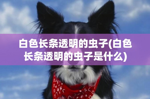 白色長條透明的蟲子(白色長條透明的蟲子是什么)