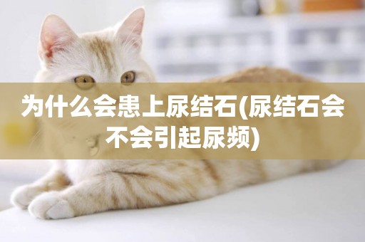 為什么會患上尿結石(尿結石會不會引起尿頻)
