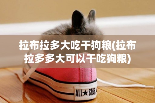 拉布拉多大吃干狗糧(拉布拉多多大可以干吃狗糧)