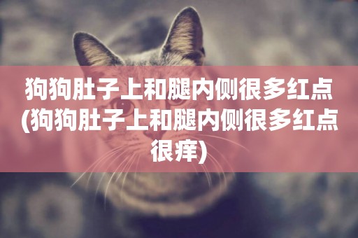 狗狗肚子上和腿內側很多紅點(狗狗肚子上和腿內側很多紅點很癢)