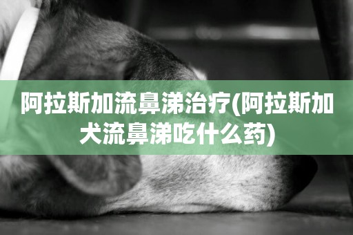 阿拉斯加流鼻涕治療(阿拉斯加犬流鼻涕吃什么藥)