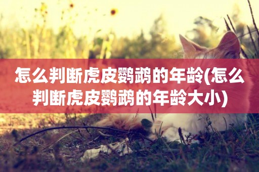怎么判斷虎皮鸚鵡的年齡(怎么判斷虎皮鸚鵡的年齡大小)