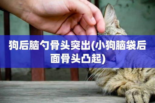 狗后腦勺骨頭突出(小狗腦袋后面骨頭凸起)