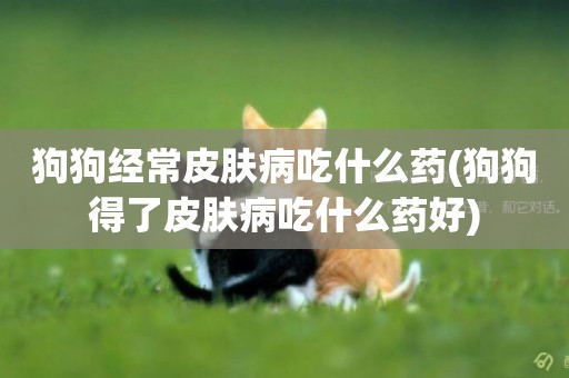 狗狗經常皮膚病吃什么藥(狗狗得了皮膚病吃什么藥好)