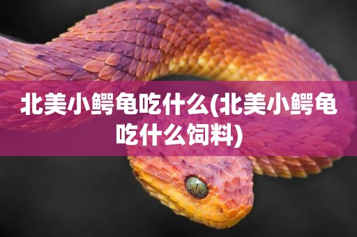北美小鱷龜吃什么(北美小鱷龜吃什么飼料)
