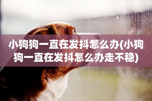 小狗狗一直在發抖怎么辦(小狗狗一直在發抖怎么辦走不穩)