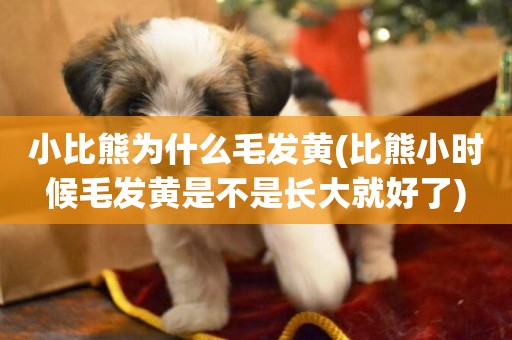 小比熊為什么毛發黃(比熊小時候毛發黃是不是長大就好了)