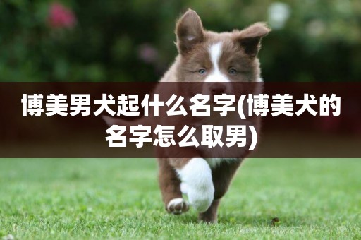 博美男犬起什么名字(博美犬的名字怎么取男)