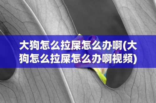 大狗怎么拉屎怎么辦啊(大狗怎么拉屎怎么辦啊視頻)