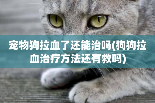 寵物狗拉血了還能治嗎(狗狗拉血治療方法還有救嗎)