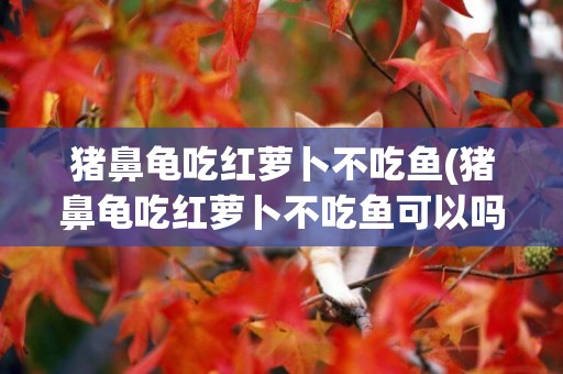 豬鼻龜吃紅蘿卜不吃魚(豬鼻龜吃紅蘿卜不吃魚可以嗎)
