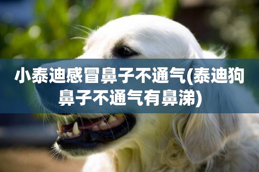 小泰迪感冒鼻子不通氣(泰迪狗鼻子不通氣有鼻涕)