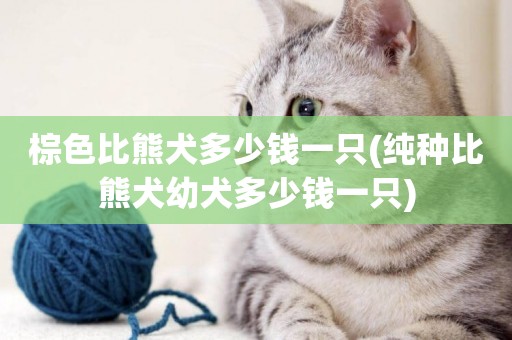 棕色比熊犬多少錢一只(純種比熊犬幼犬多少錢一只)