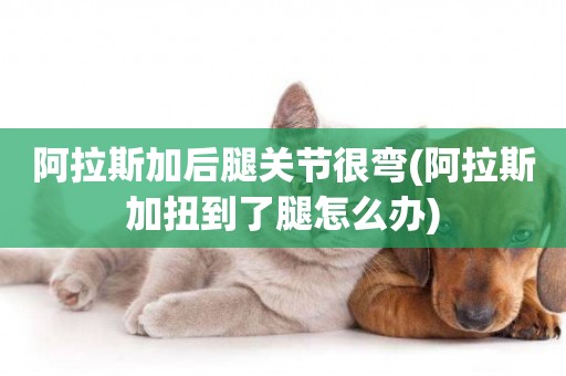 阿拉斯加后腿關節很彎(阿拉斯加扭到了腿怎么辦)