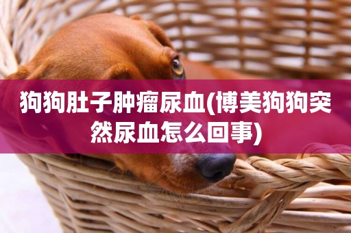 狗狗肚子腫瘤尿血(博美狗狗突然尿血怎么回事)