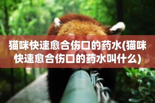 貓咪快速愈合傷口的藥水(貓咪快速愈合傷口的藥水叫什么)