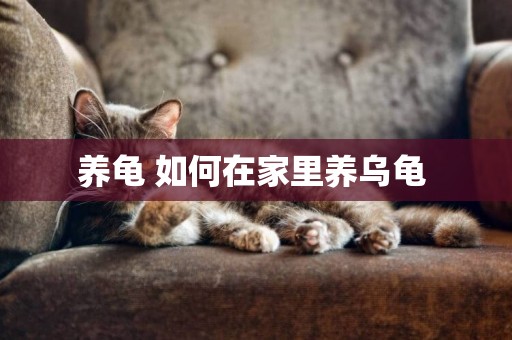 養龜 如何在家里養烏龜 