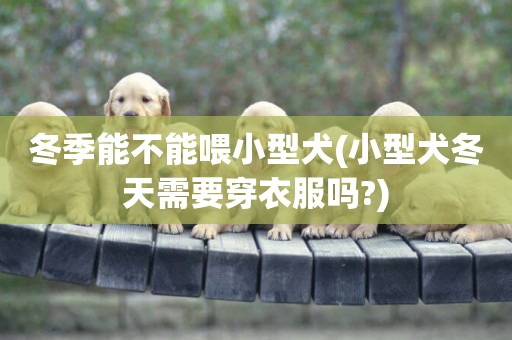 冬季能不能喂小型犬(小型犬冬天需要穿衣服嗎?)