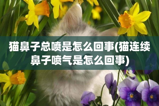 貓鼻子總噴是怎么回事(貓連續鼻子噴氣是怎么回事)