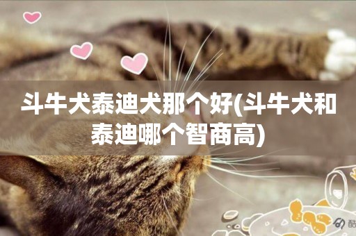 斗牛犬泰迪犬那個好(斗牛犬和泰迪哪個智商高)