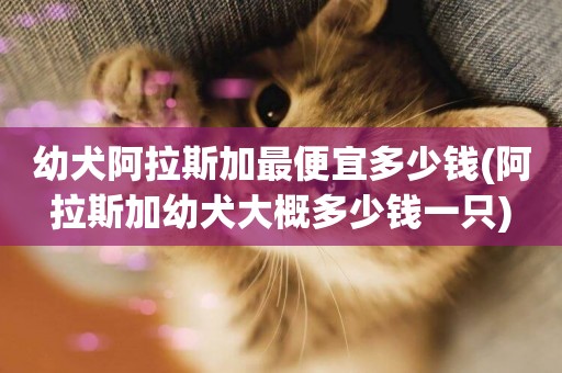 幼犬阿拉斯加最便宜多少錢(阿拉斯加幼犬大概多少錢一只)